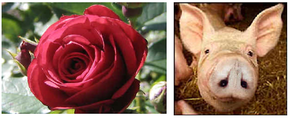 rose pig