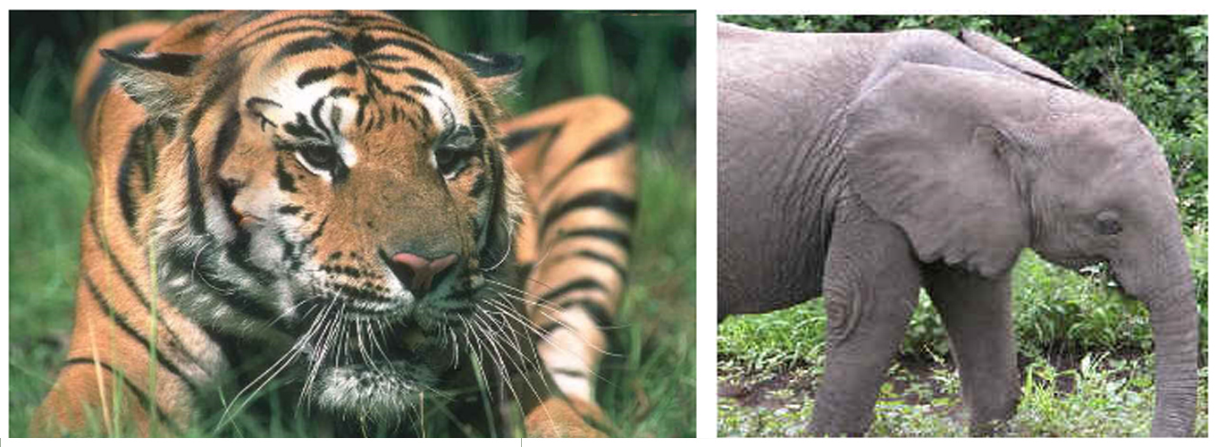 tiger elephant faces